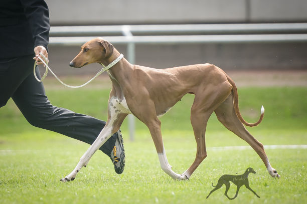 Sighthounds of Cherubics - Windhunde