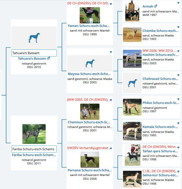 Stammbaum unserer Sloughi Welpen